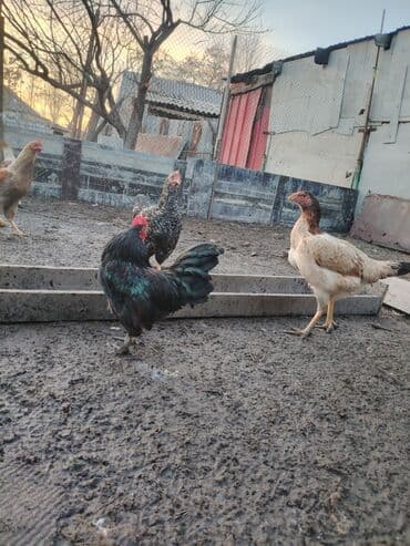 жапалак птица: Карлик япон петух короз Молодой жаш не кричит ещё кыйкыра элек — 6