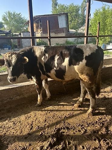 кен булун: Сатам | Бука (эркек) | Бордоп семиртүү үчүн | Байланган — 3