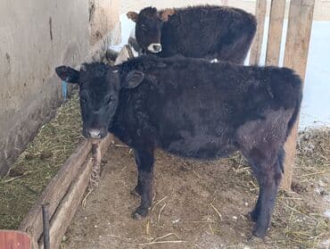 бычки и телки: Продаю | Тёлка, Музоо, торпок | Для разведения — 4
