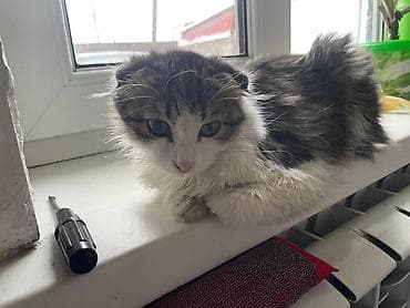 шотландка кошка: Котёнок с редкими загнутыми ушками (тип “курильский/американский — 6