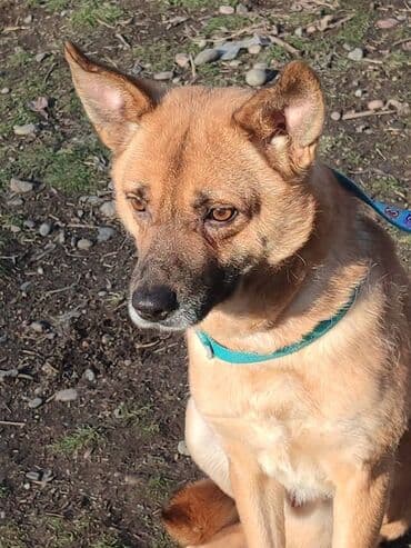 отдам собаку в хорошие руки: Ищем дом хорошему кобелю. Привезём сами — 5