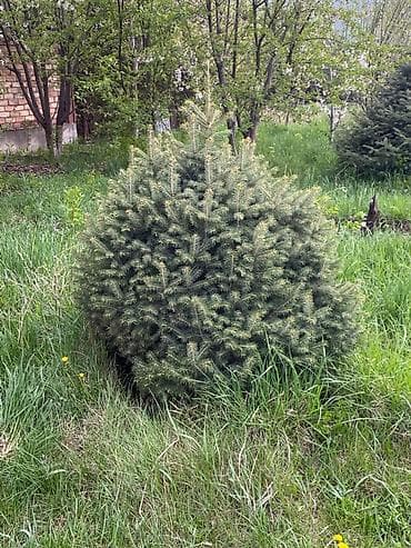 лимонное дерево купить: Ель колючая (Picea pungens) для озеленения участка - Породистые — 5