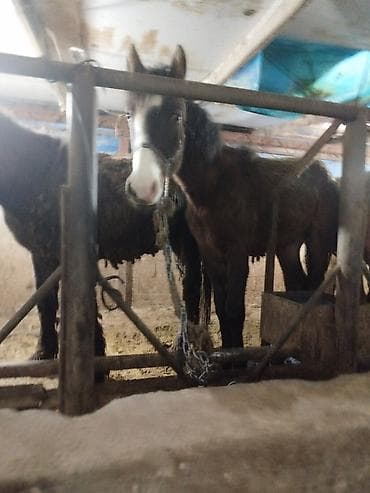 Лошади, кони: Продаю | Жеребенок | На забой — 3