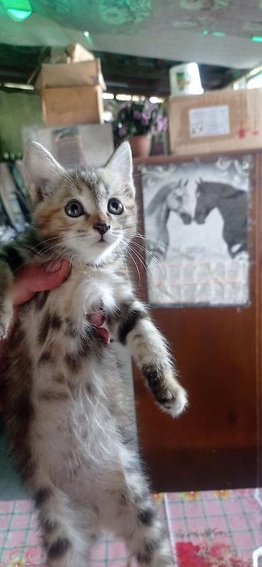 Продажа кошек: Котята от шотландской вислоухой кошки,2 месяца,кушают сами,к лотку — 7