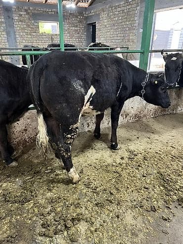 балык форель: Продаю | Тёлка | Бельгийская | На откорм | Привязанные — 5