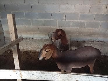 Продаю | Овца (самка) | На забой | Матка at lalafo.kg Продаю | Овца (самка) | На забой | Матка