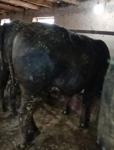 донная корова: Продаю | Бык (самец) | На откорм | Привязанные — 1