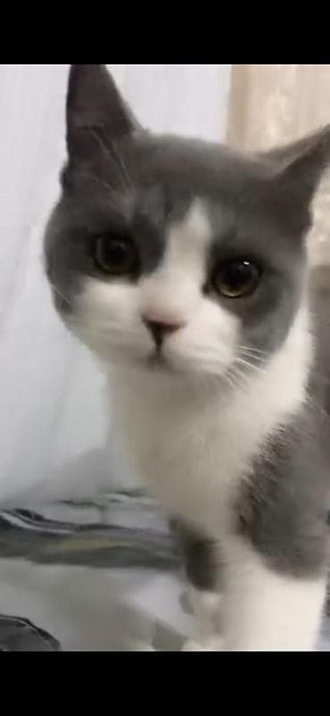 отдам животных в хорошие руки: Кот британского типа (шотландская/британская линия), окрас биколор — 2