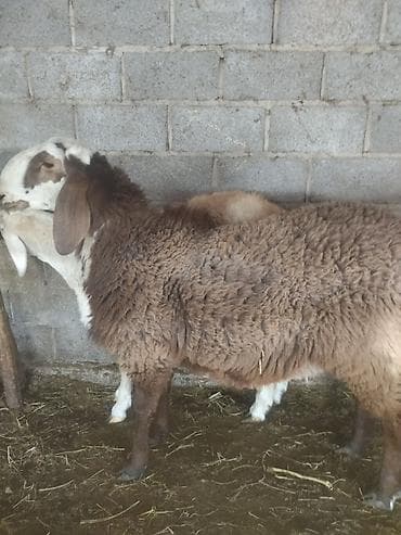 кой ети: Продаю | Баран (самец) | Для разведения — 1