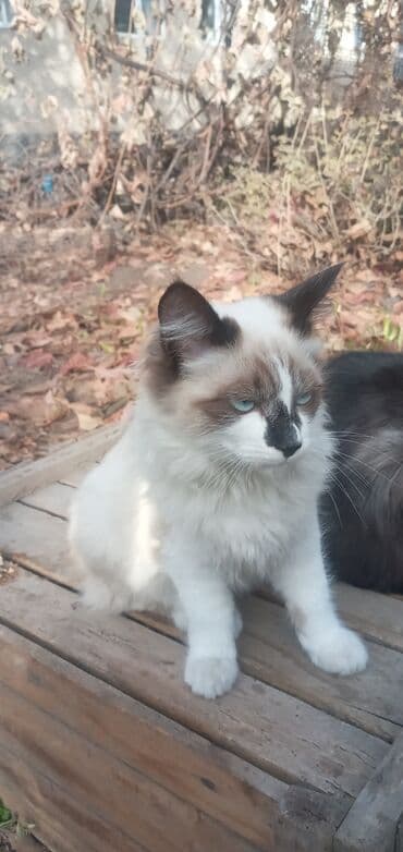 мейн кун бишкек купить: 6 месяцев, Мальчик, Метис — 6