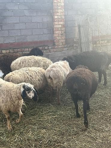 куры хай лайн соня: Продаю | Овца (самка) | Полукровка | Для разведения — 2