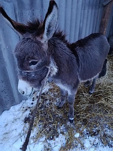 Башка жаныбарлар: Осёл мини (молодой, серо-бурый) - Компактный рост, крепкое — 4