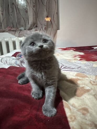 леопардовая кошка: Котята скоттиш-фолд. возраст 1,5 месяца. 3 мальчика, 1 девочка. к — 2