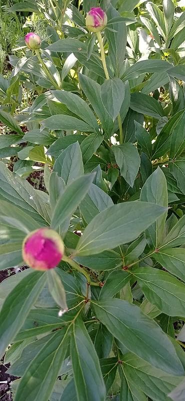 цвет лимонный: Бутоны пионов разных цветов малиновые белые розовые бутоны плотные — 1