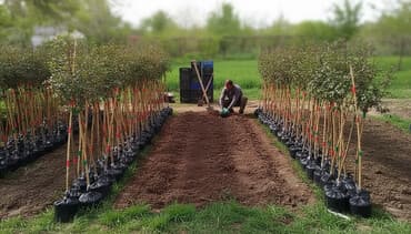 декоративные деревья бишкек: Штамповые розы оптом и розниц — 1