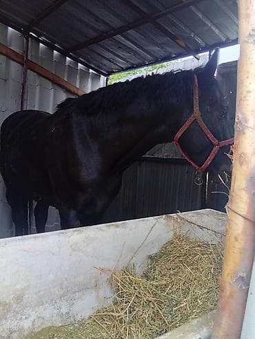 ош мака: Продаю | Жеребец | Полукровка, Дончак | Для разведения, Конный спорт | Племенные, Осеменитель — 4