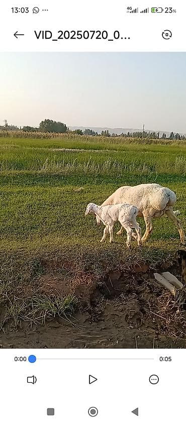 продаю инкубатор: Продаю | Баран (самец) | Арашан | Для разведения | Ярка — 9