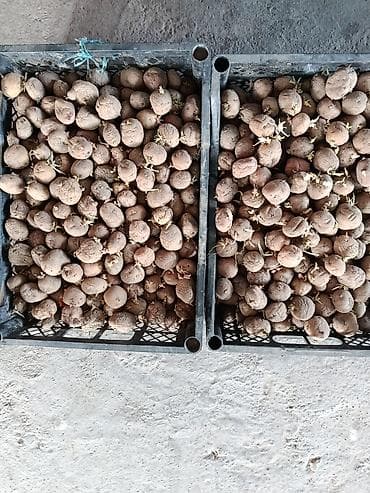 коробка алабыз: Картошка — 3