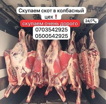 Куплю | Коровы, быки | На забой, на мясо