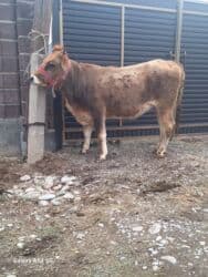 Продаю | Тёлка | Для разведения | Стельные