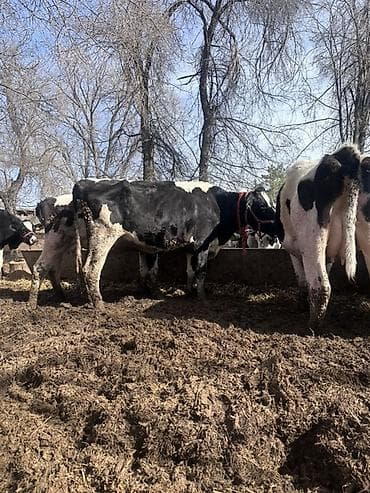 дратхаар бишкек: Сатам | Уй (ургаачы) | Голштин | Сүт алуу үчүн | Асыл тукумдуу — 4