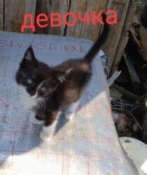 купить собаку корса: Милые котята - девочки и мальчики - в заботливые руки! Живут в — 2