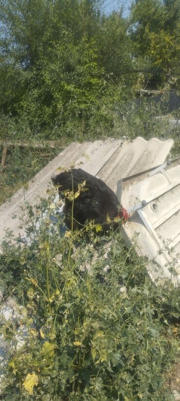 мал базар бишкек: Продаю | Петух | Кохинхин | Для разведения — 2