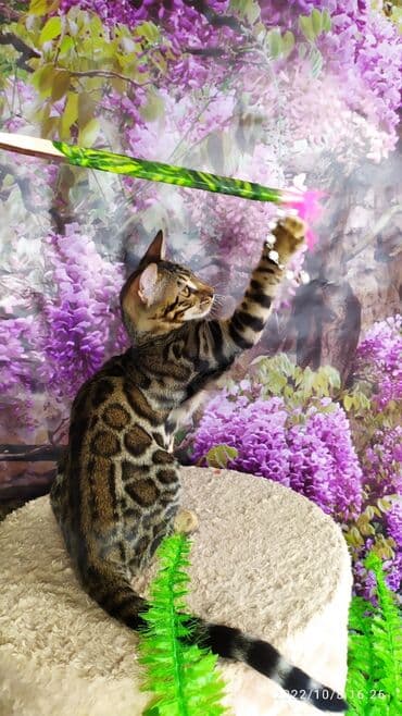 новорожденные котята: Бенгальские Детки .проф питомник Бен Гла Мур. предлагает Девочек и — 9