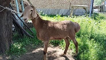 кой бишкек: Сатам | Кочкор (эркек) | Көбөйтүү үчүн — 4