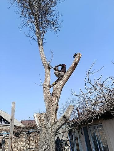 Профессиональная альпинистская обрезка и спил деревьев - Спил at lalafo.kg Профессиональная альпинистская обрезка и спил деревьев - Спил