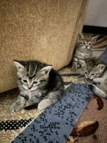 купить шотландский вислоухий: Полосатые котята Порода Шатланка - Пушистые малыши с классическим — 2