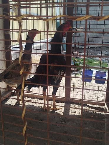 пульт детского электромобиля: Дакан жожо короз сатылат алмашу жолдору бар домашний тооко алмашам — 2