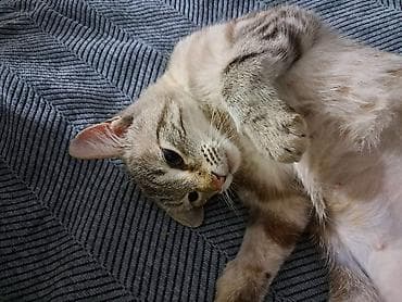кошка купить бишкек: 1 год, Девочка, Приучена к лотку — 3