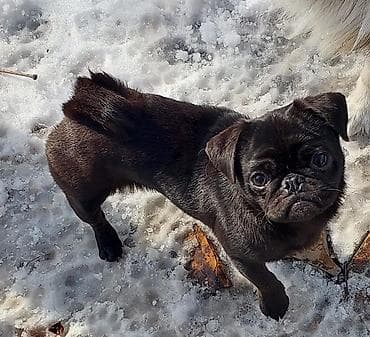 Иттер сатылат: Мопс, 11 айлык, Ургаачы, Эмделген — 2