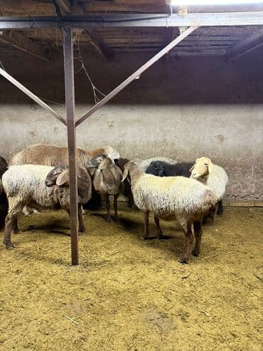 клетка для крыс: Продаю | Овца (самка) | Для разведения | Матка — 1