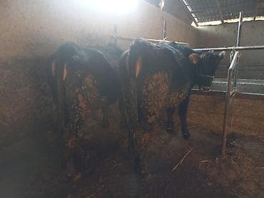 ангус музолор: Продаю | Бык (самец) | На откорм | Привязанные — 1