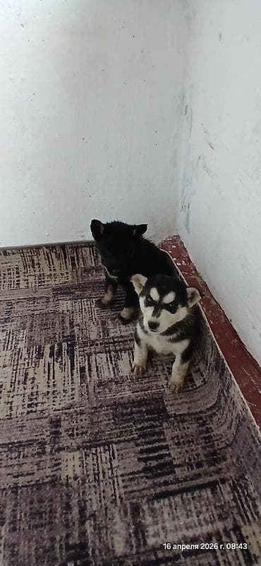сколько стоит собака хаски: Щенки В ДОБРЫЕ РУКИ смесь с хаски помёт из 3 малышей. Окрас: - чёрный — 5
