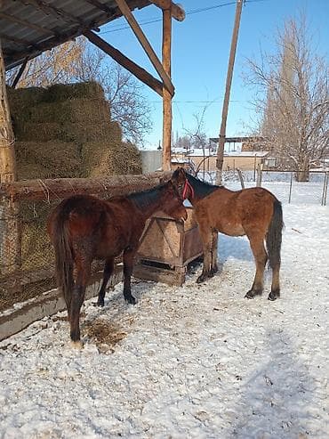 Продаю | Жеребенок | Для разведения | Племенные at lalafo.kg Продаю | Жеребенок | Для разведения | Племенные