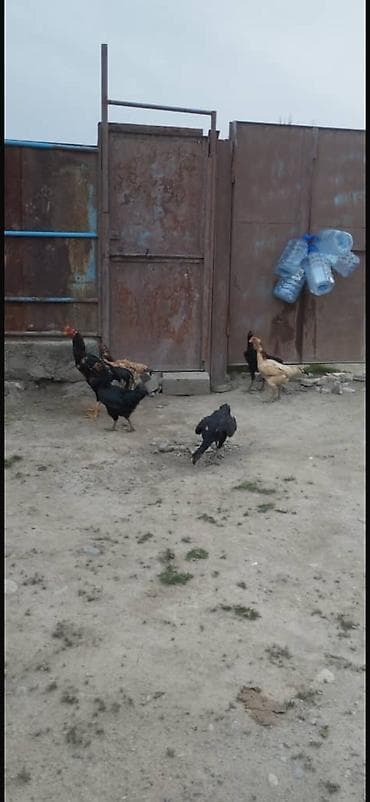 Айыл-чарба жаныбарлары: Сатам | Тооктор, Короздор — 1