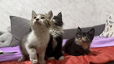 животные купить: Котята, отдам даром в хорошие руки Описание: - Возраст на фото — 2
