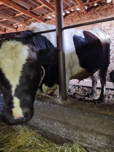 отдам в добрые руки собаку: Продаю | Бык (самец) | Для разведения | Племенные — 8