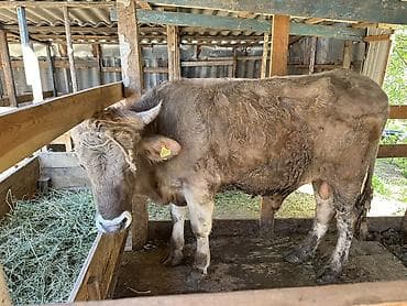 Продаю | Бык (самец) | Для разведения | Осеменитель at lalafo.kg Продаю | Бык (самец) | Для разведения | Осеменитель