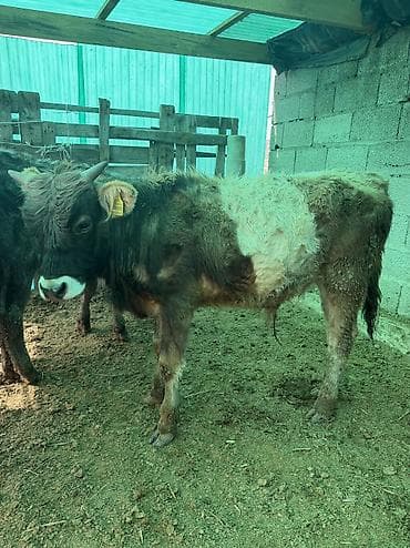 Продам с/х животных: Продаю | Бык (самец) — 1