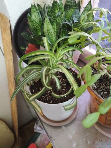 саженцы банана: Цветы от 100 сом, комнатные адаптированые. Алоэ Вера, Алоэ столетник — 17