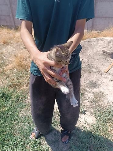 scottish fold: Кошка даром: Беспородная, 2 месяца, Девочка — 2