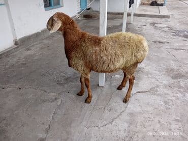 мёд бал: Продаю | Баран (самец) | Полукровка — 1