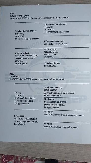 Ветеринар кызматы: Бельгия овчаркасы, 3 айлык, Ургаачы, Ит тегин тастыктоочу документ — 9