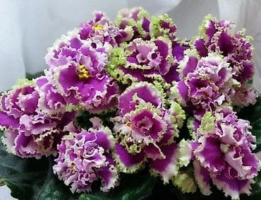 детки бегонии: Комнатные растения — сорта и черенки 1) Сенполия (фиалка) махровая, с — 1