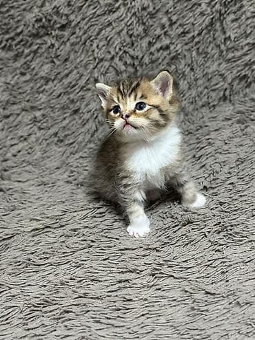 Үй жаныбарлары: 🐾 Шотландские котята мраморного окраса (скоттиш-страйт/скоттиш) — 5