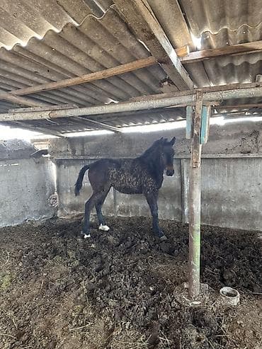 утки белые: Продаю | Жеребенок | Конный спорт — 3